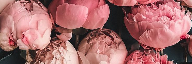 Shellynn banner