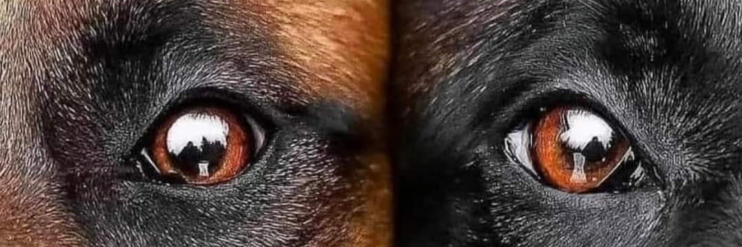 DIFLORESP's profile banner image