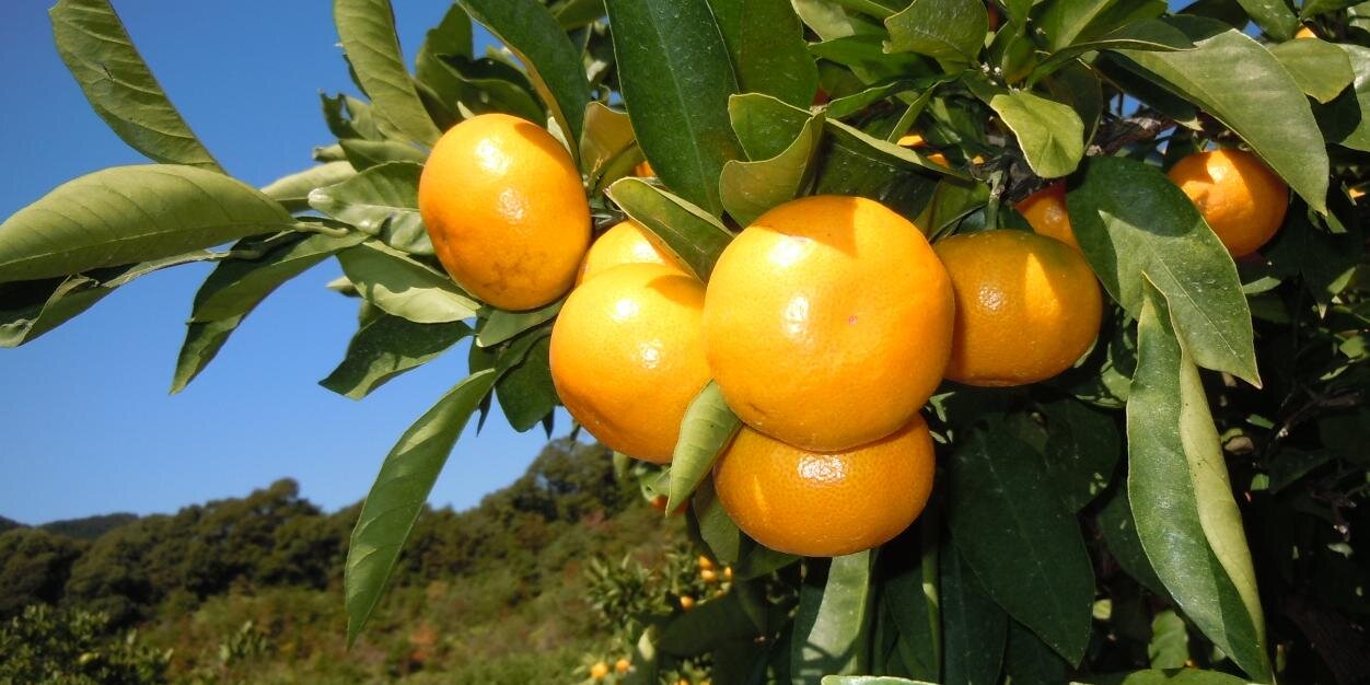 “こだわりみかん”の御浜柑橘 banner