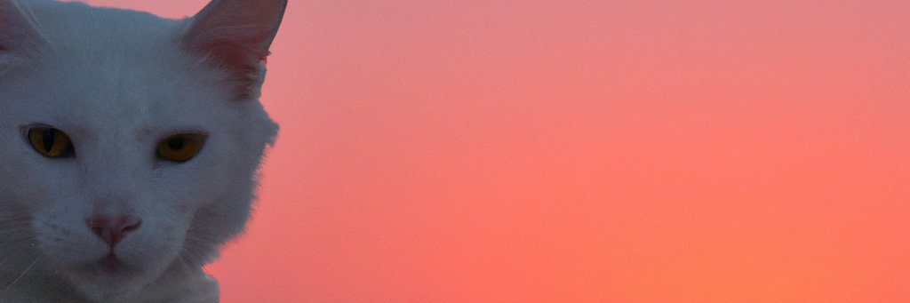 classicparagon's profile banner image