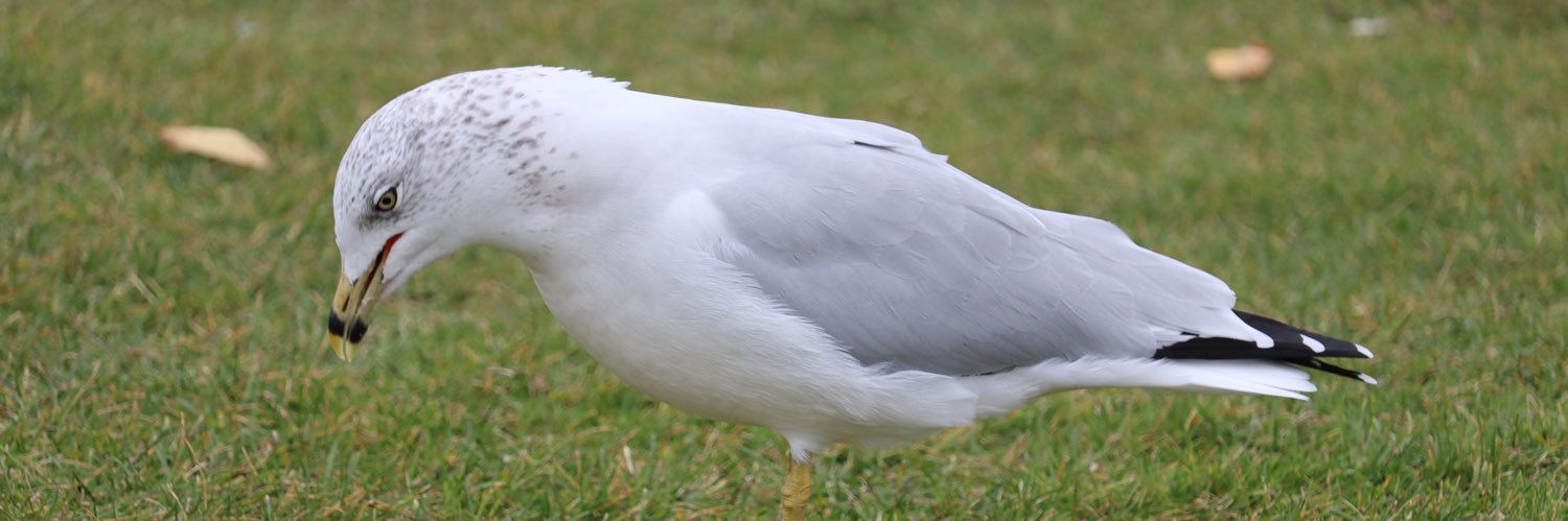 Scott McGinnis banner