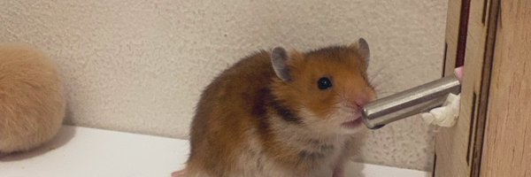 bubleteah Profile Banner