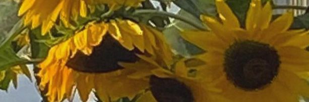 jmkim46's profile banner image