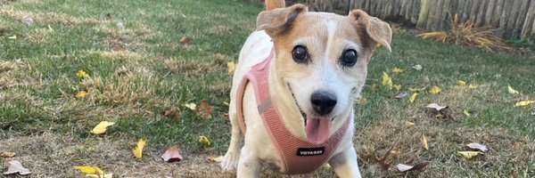 DaisyMaeJack Profile Banner