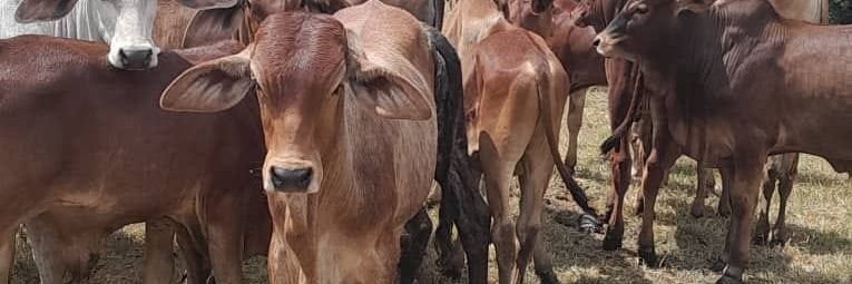 MamboUshe's profile banner image