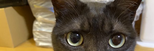 mari64takahashi Profile Banner