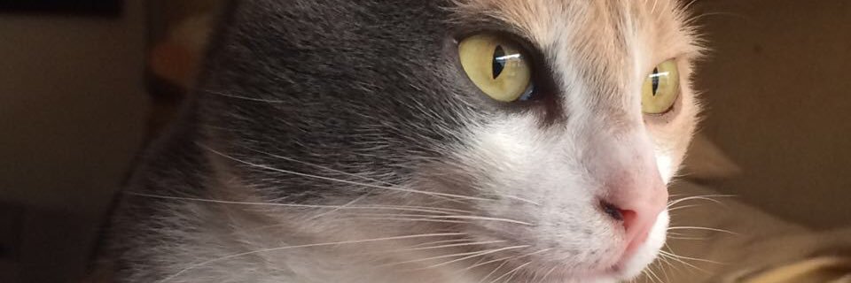 adopta un gato banner