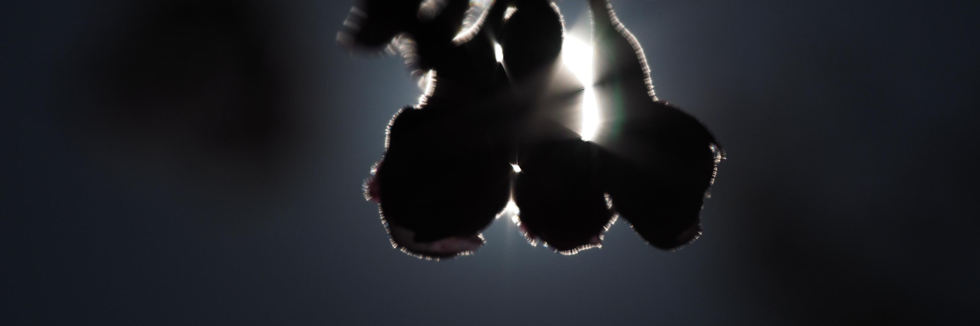 Carolmew's profile banner image