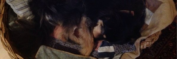 Rhobow Profile Banner