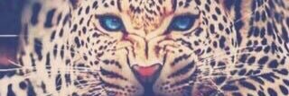 1532Asdaf's profile banner image
