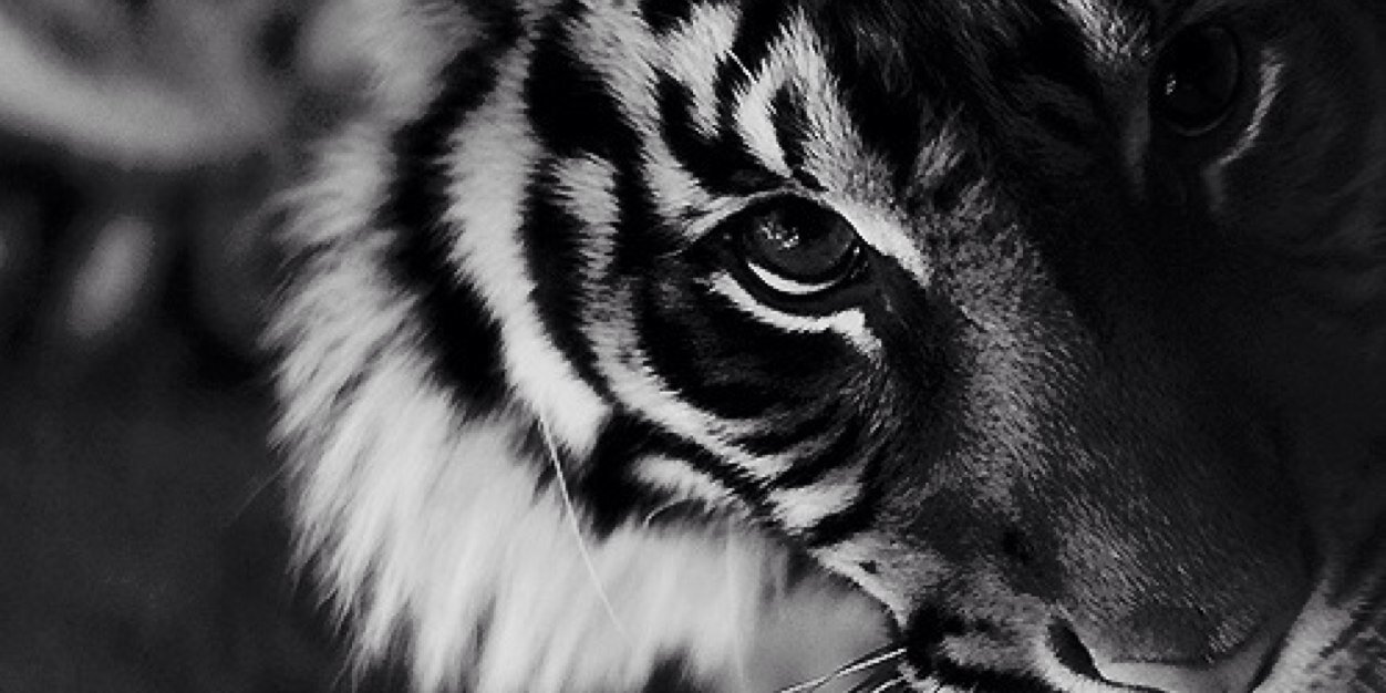 iphanie's profile banner image