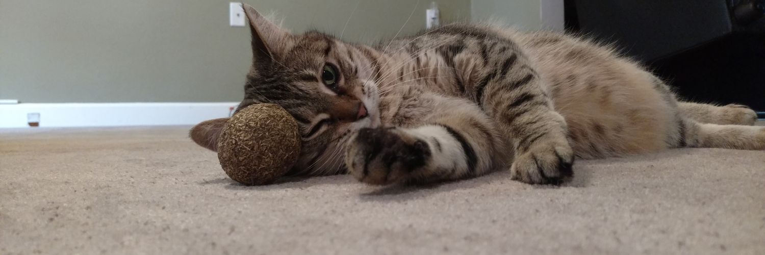 TheeAllieCat's profile banner image
