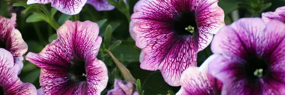 ingrīda 🌺 banner