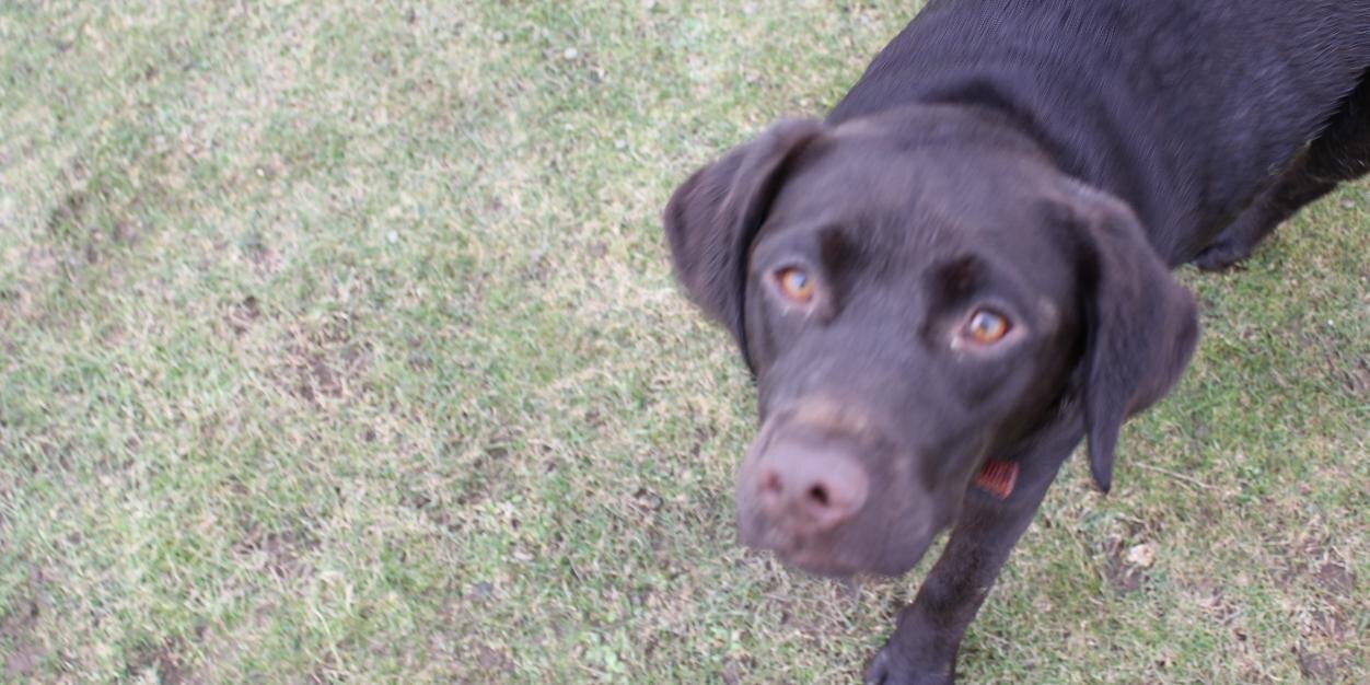 jonthedogwalker's profile banner image