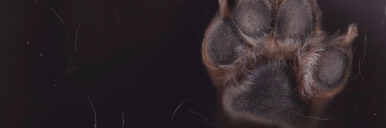 Mariaanngeels's profile banner image