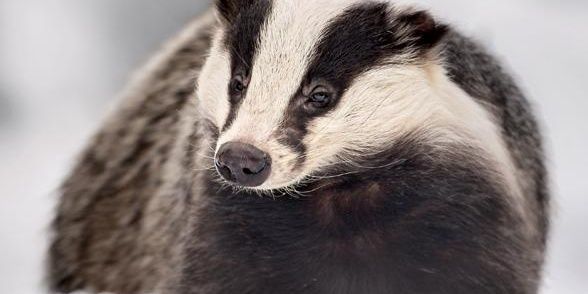 westiesdorset's profile banner image