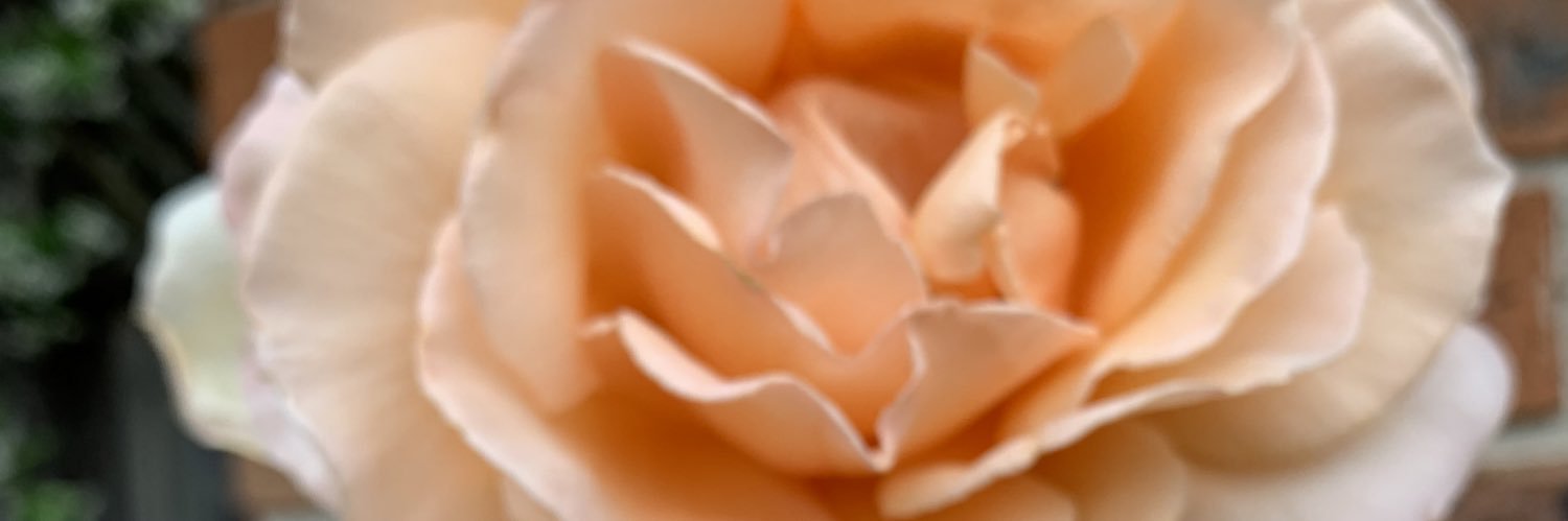 Pooria Sarrami banner