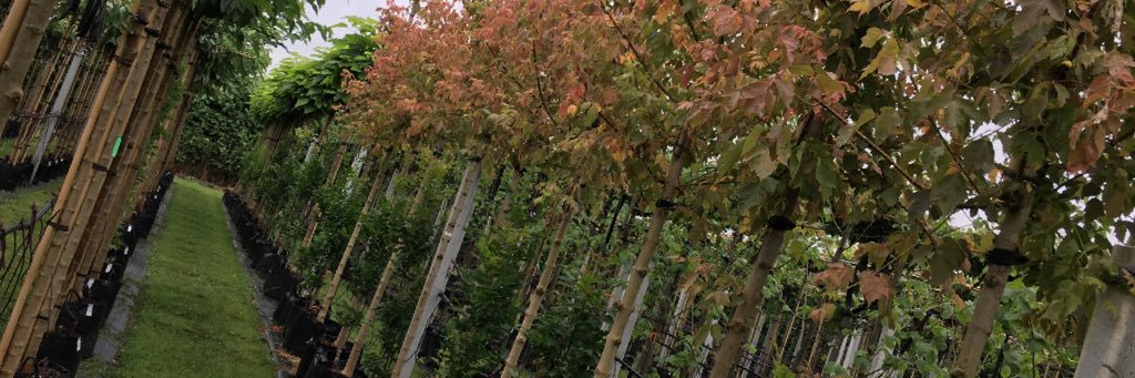 Mabo Boomkwekerijen banner