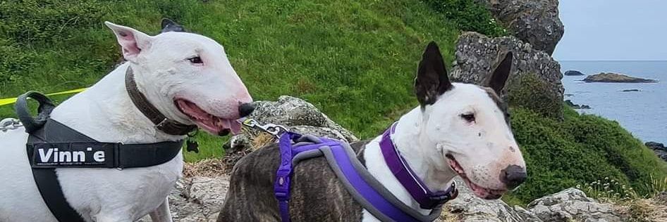 Luna The Bull Terriers adventures banner