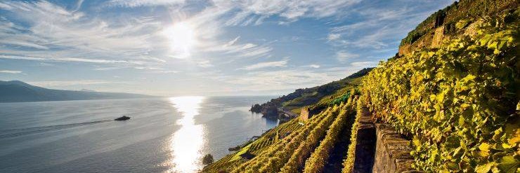 Nicolas Michel banner