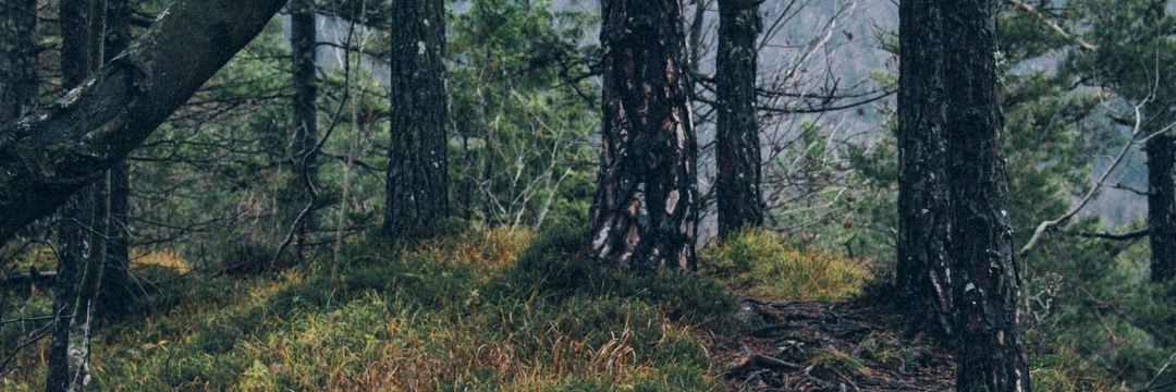 anriyetaavocado's profile banner image