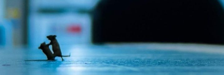 pacojones's profile banner image