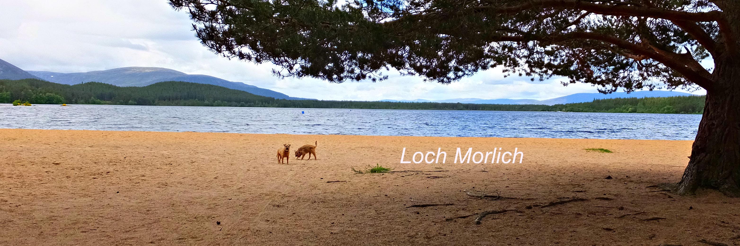 Sir Rohan the BT 🎾 banner