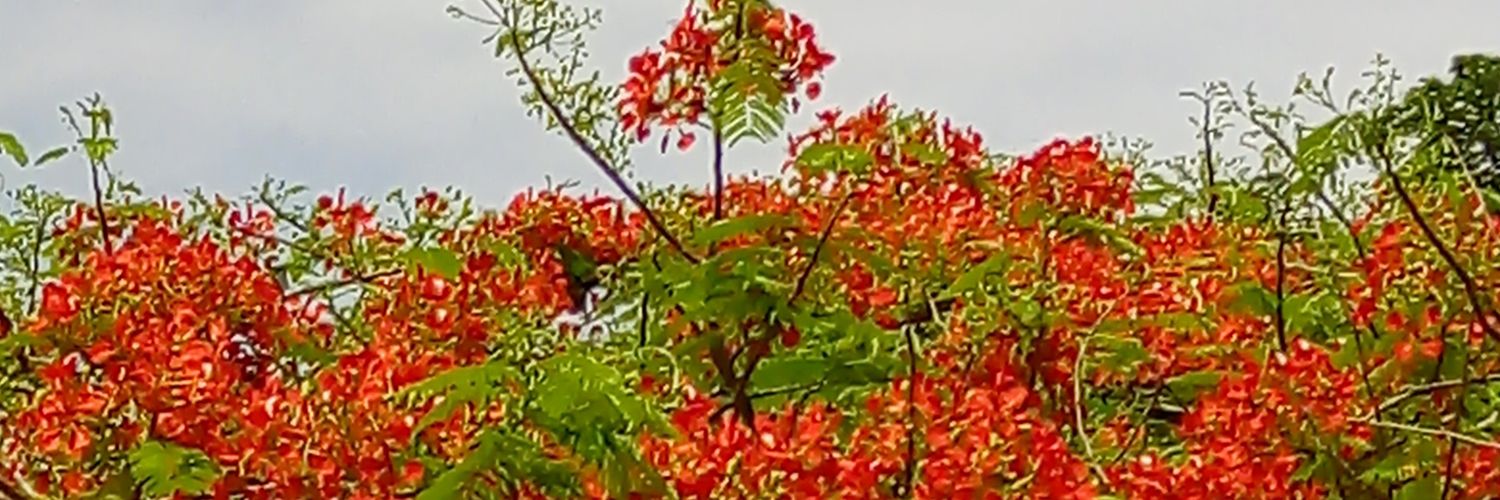 ajayimy25's profile banner image