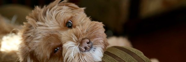 patmccombe Profile Banner