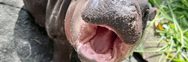 MACKINOS Profile Banner