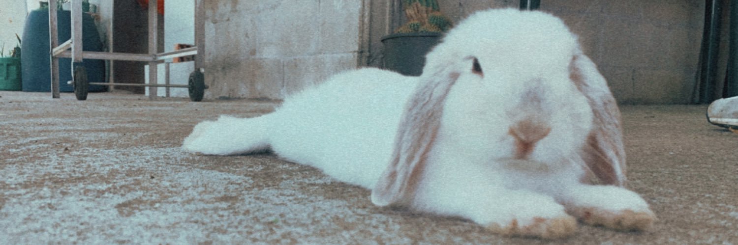 𝙚 𝙨 𝙩 𝙚 𝙛 𝙞 🦋 banner
