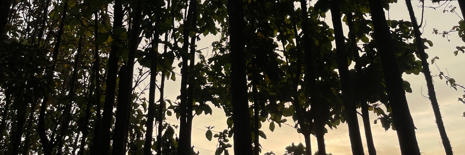 shintiaT's profile banner image