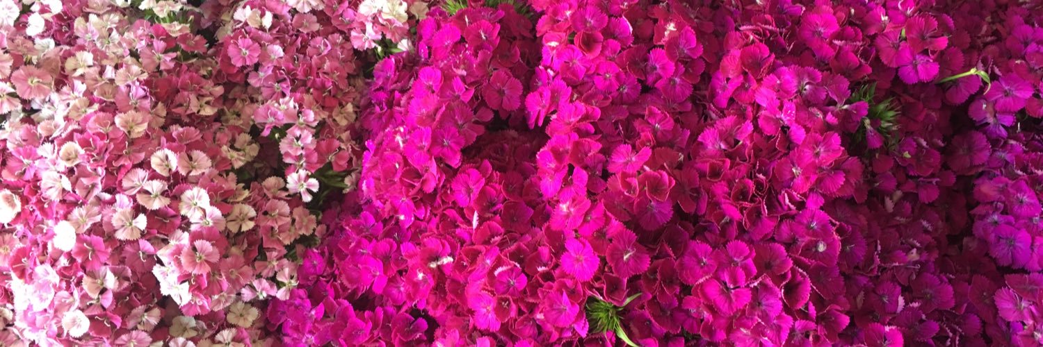 Daisy_Gonzalez's profile banner image