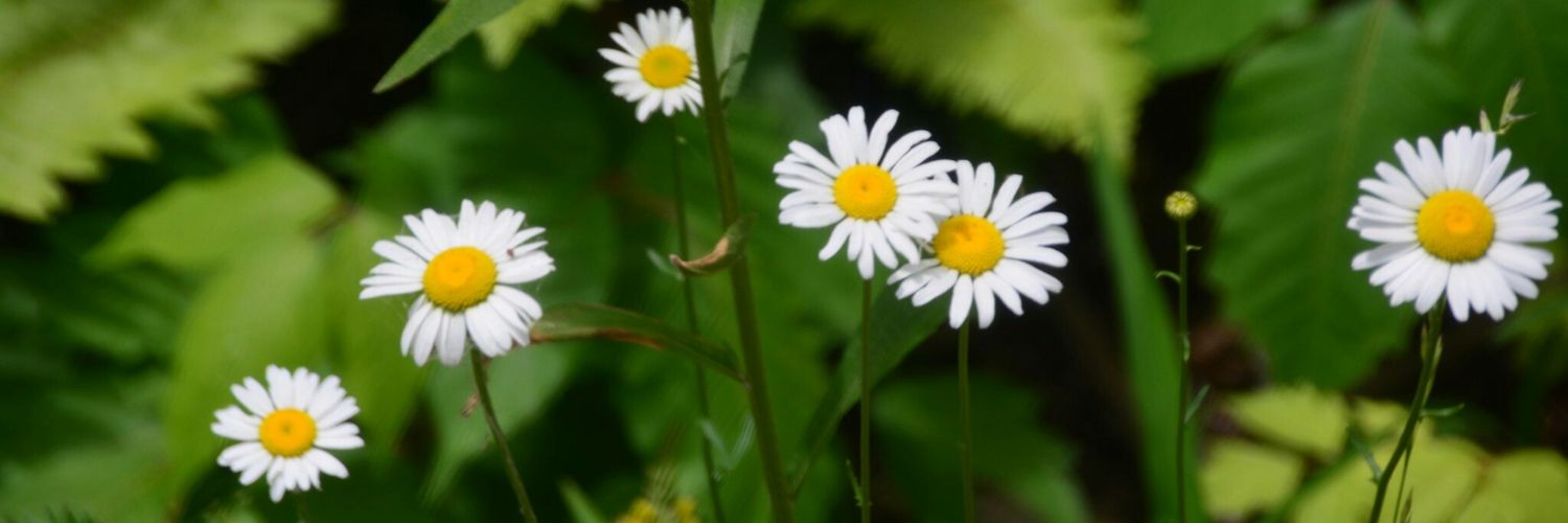 oohsosparkly's profile banner image