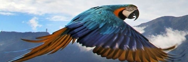 odaliscast's profile banner image
