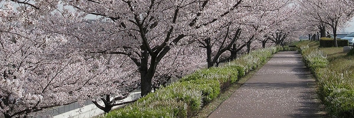 star_ibuki's profile banner image