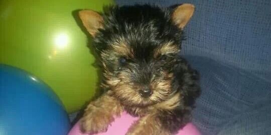 Piluchy Hola mi banner