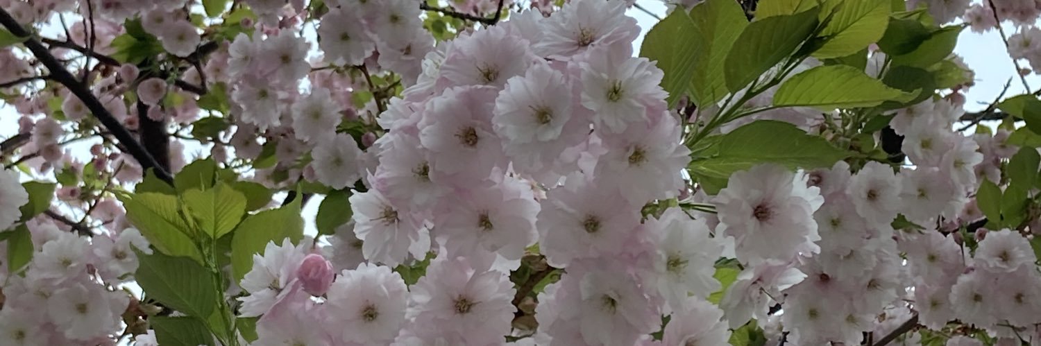 cherry_hou's profile banner image