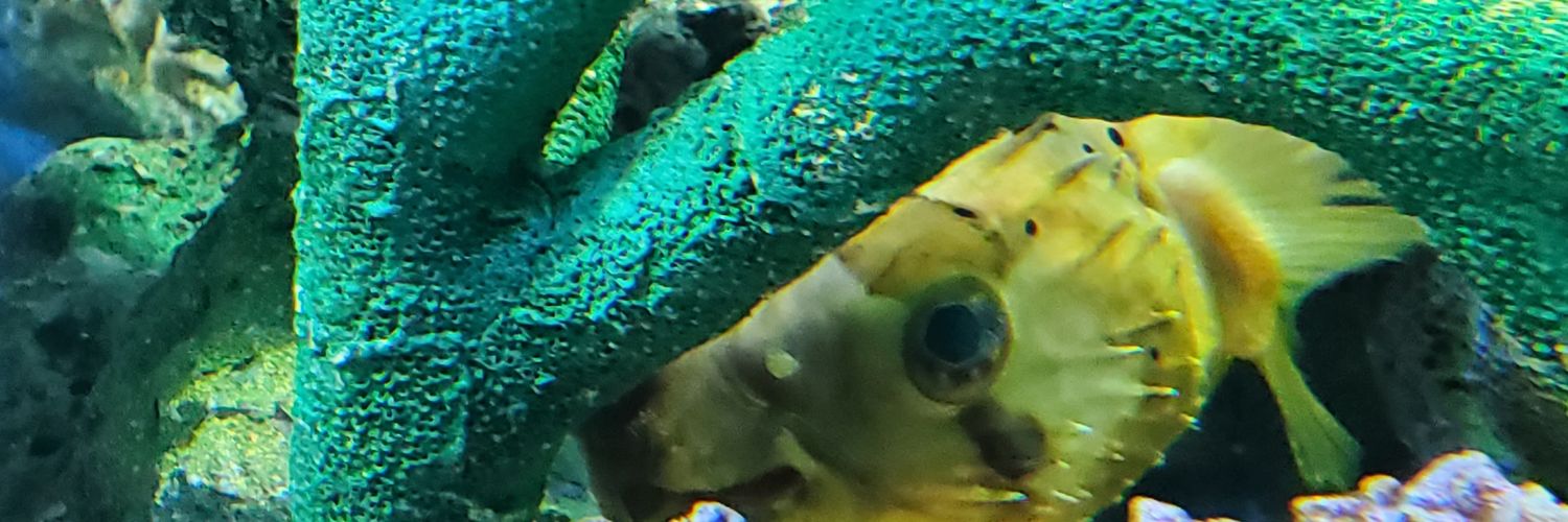 colonel_nekonel's profile banner image