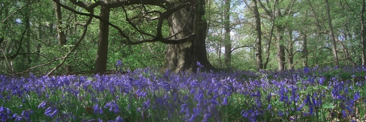 Sayers Croft Trust banner