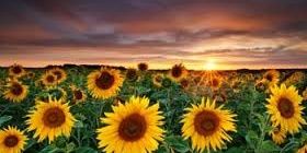 sonia reutter banner