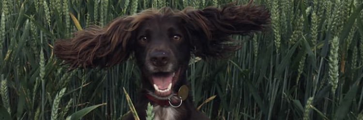 Paul Lawrance banner