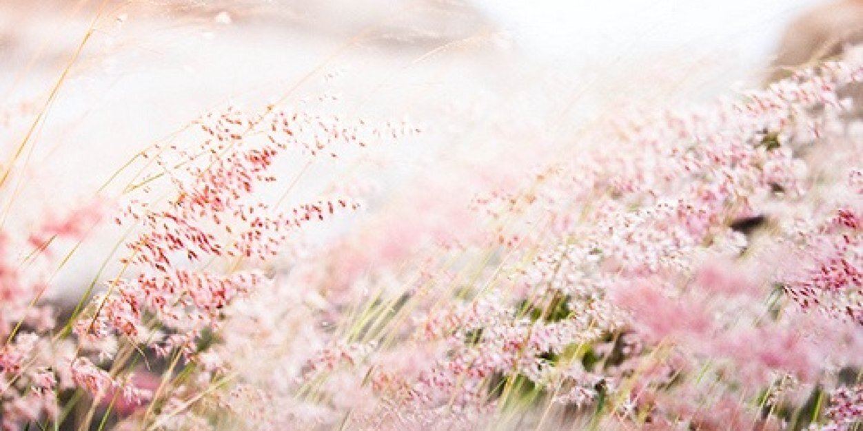 RomesFlower's profile banner image