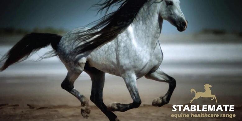 Stablemate Equine banner