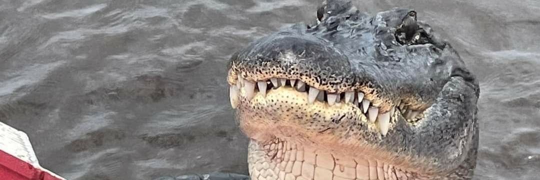 🐊😎⛈🚀🌴🍊⛱🦩 banner