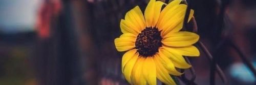 daisepugac's profile banner image