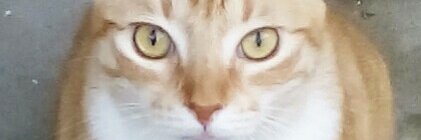 SiSyPrimera's profile banner image