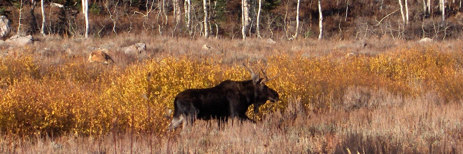 Uinta-Wasatch-Cache NF banner