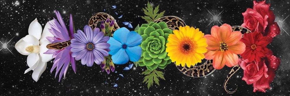barbcampos2's profile banner image