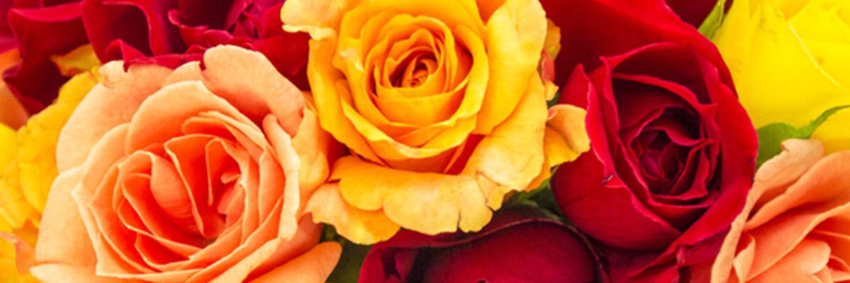 Brinolan23's profile banner image